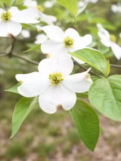 Davey Dogwood Park - Palestine, TX