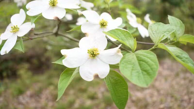 Davey Dogwood Park - Palestine, TX