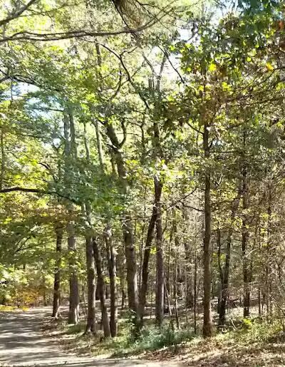 Davey Dogwood Park - Palestine, TX