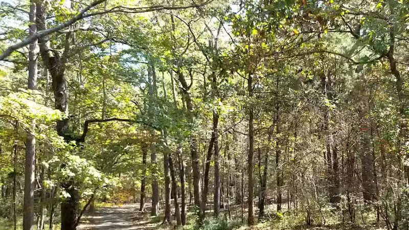 Davey Dogwood Park - Palestine, TX