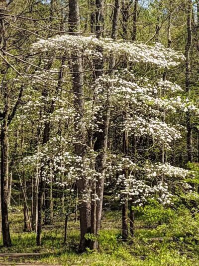 Davey Dogwood Park - Palestine, TX