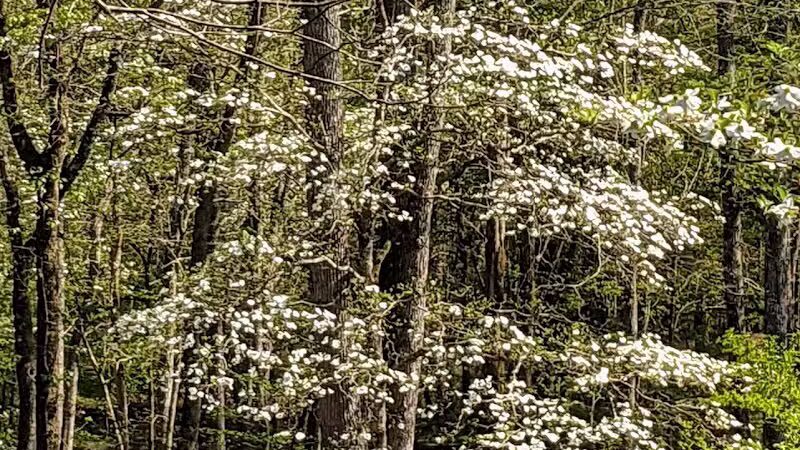 Davey Dogwood Park - Palestine, TX