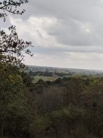 Davey Dogwood Park - Palestine, TX