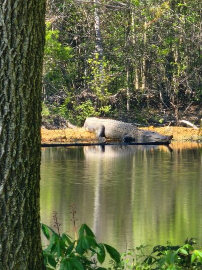 Dexter's Dock - Pamplico, SC