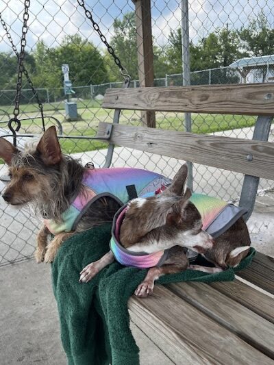 Pana (JCC) Dog Park - Pana, IL