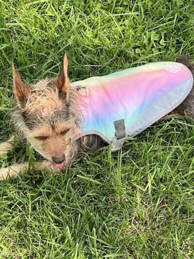 Pana (JCC) Dog Park - Pana, IL