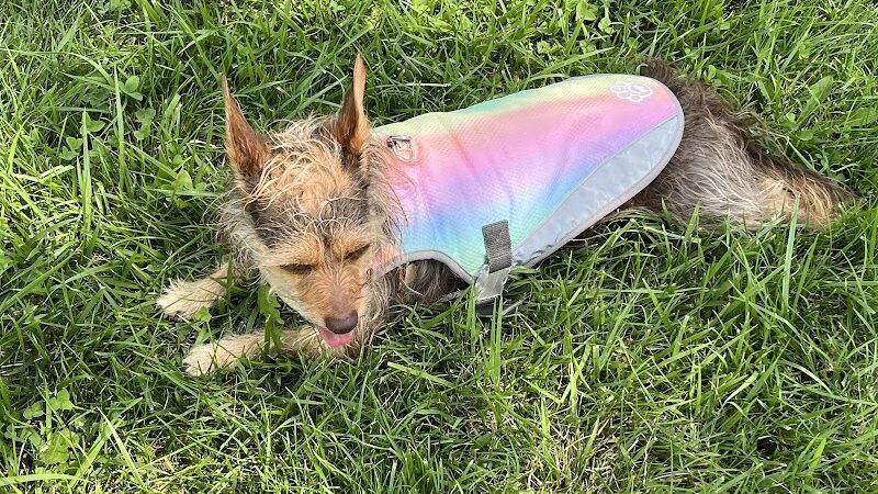 Pana (JCC) Dog Park - Pana, IL