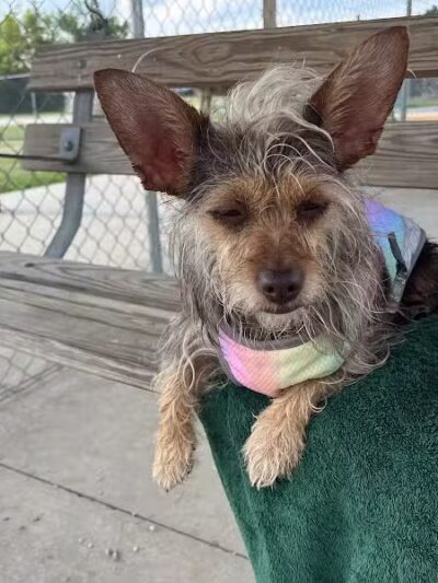 Pana (JCC) Dog Park - Pana, IL