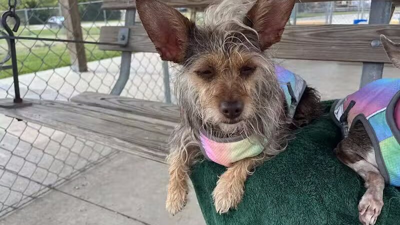 Pana (JCC) Dog Park - Pana, IL