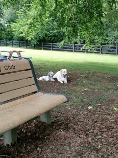 Patrick Brannon Memorial Dog Park - Paris, KY
