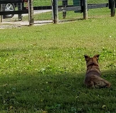 Patrick Brannon Memorial Dog Park - Paris, KY
