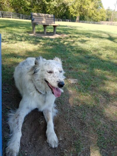 Patrick Brannon Memorial Dog Park - Paris, KY