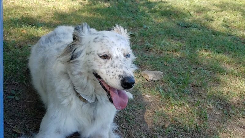 Patrick Brannon Memorial Dog Park - Paris, KY
