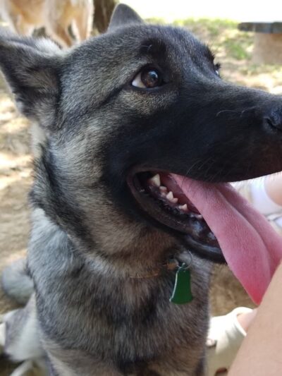 Patrick Brannon Memorial Dog Park - Paris, KY