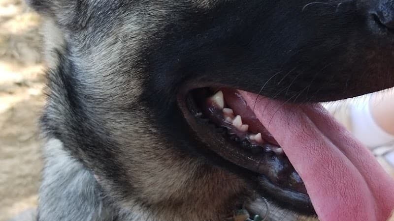 Patrick Brannon Memorial Dog Park - Paris, KY