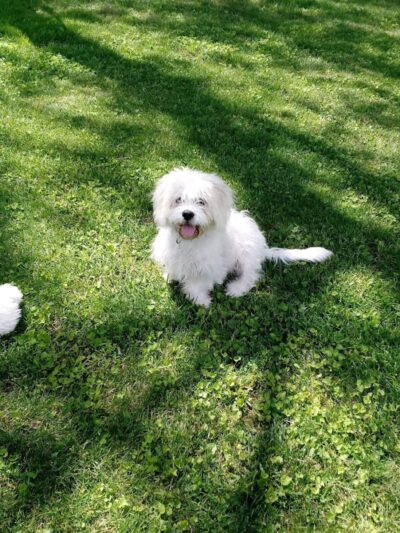 Patrick Brannon Memorial Dog Park - Paris, KY