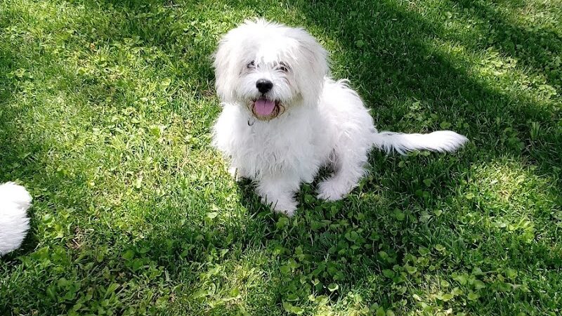 Patrick Brannon Memorial Dog Park - Paris, KY