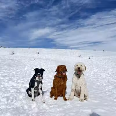 Run-a-Muk Off-Leash Area - Park City, UT