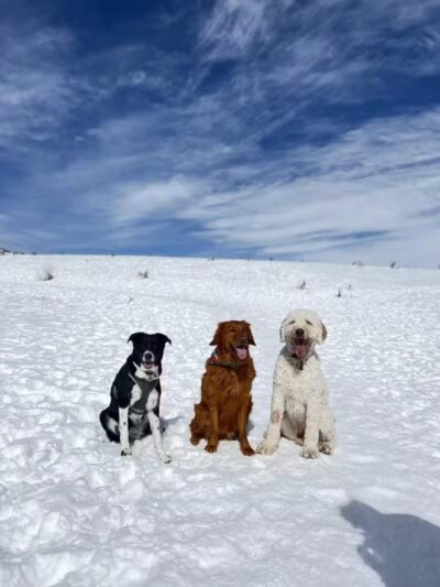 Run-a-Muk Off-Leash Area - Park City, UT