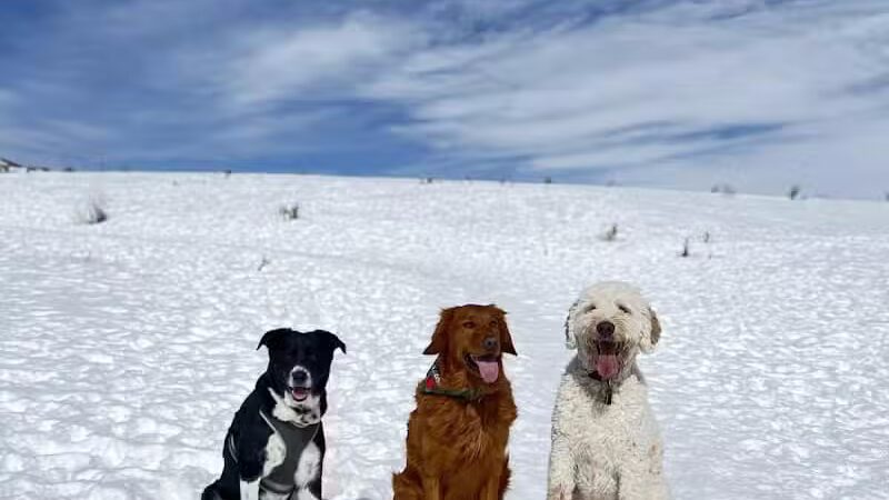 Run-a-Muk Off-Leash Area - Park City, UT