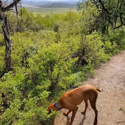 Run-a-Muk Off-Leash Area - Park City, UT
