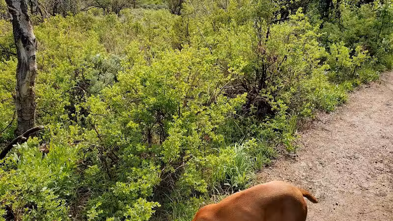 Run-a-Muk Off-Leash Area - Park City, UT