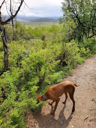 Run-a-Muk Off-Leash Area - Park City, UT