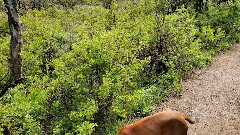 Run-a-Muk Off-Leash Area - Park City, UT