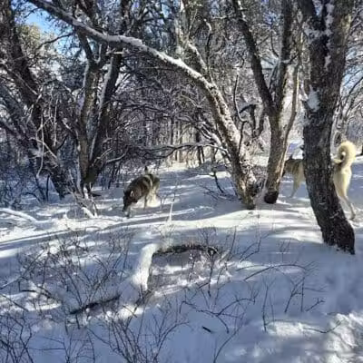 Run-a-Muk Off-Leash Area - Park City, UT