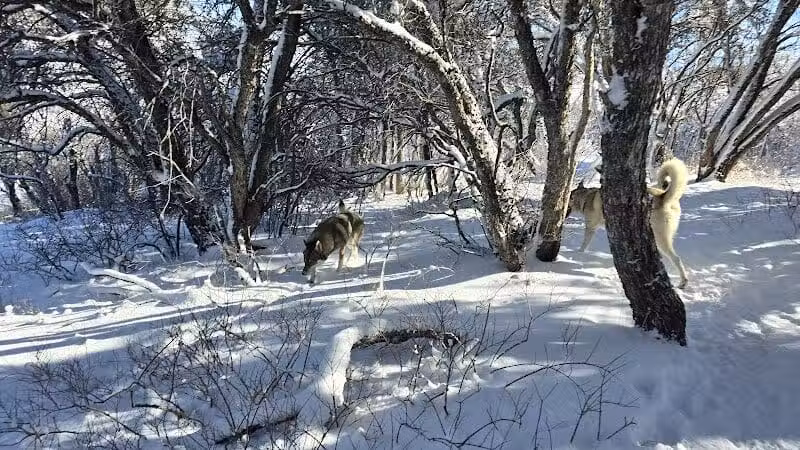 Run-a-Muk Off-Leash Area - Park City, UT