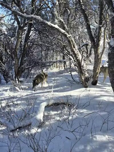 Run-a-Muk Off-Leash Area - Park City, UT