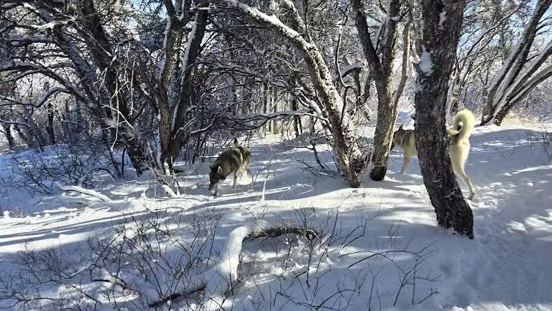 Run-a-Muk Off-Leash Area - Park City, UT
