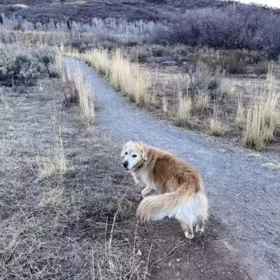 Run-a-Muk Off-Leash Area - Park City, UT