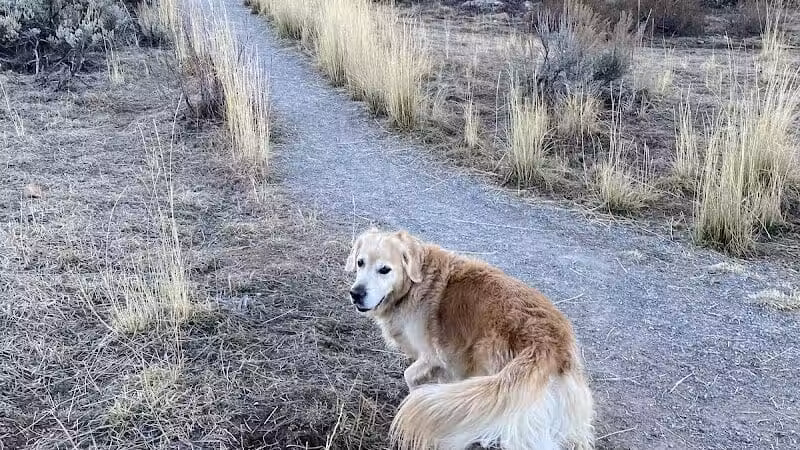 Run-a-Muk Off-Leash Area - Park City, UT