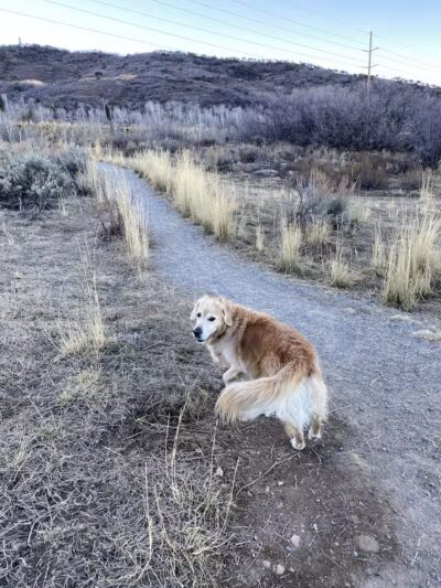 Run-a-Muk Off-Leash Area - Park City, UT