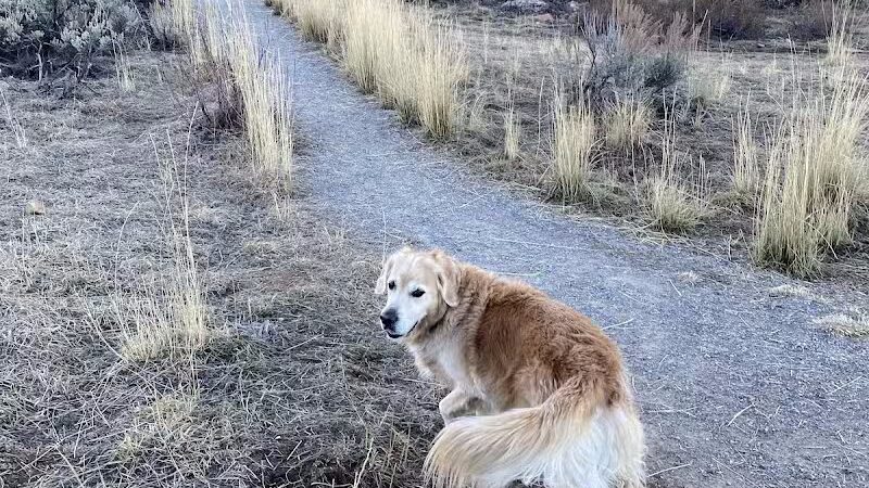 Run-a-Muk Off-Leash Area - Park City, UT