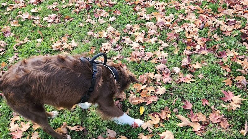 Bark Park - Park Falls, WI