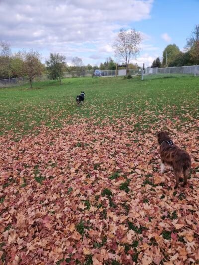 Bark Park - Park Falls, WI