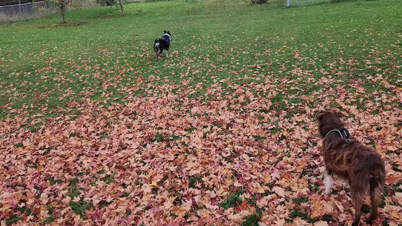 Bark Park - Park Falls, WI
