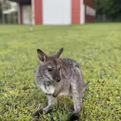 Parkton Animal Oasis - Parkton, NC