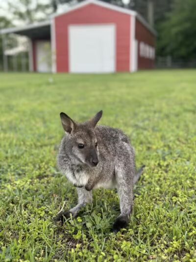 Parkton Animal Oasis - Parkton, NC