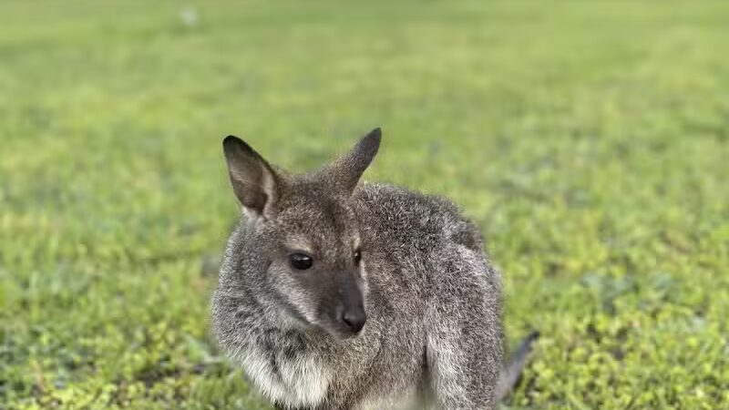 Parkton Animal Oasis - Parkton, NC