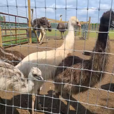 Parkton Animal Oasis - Parkton, NC