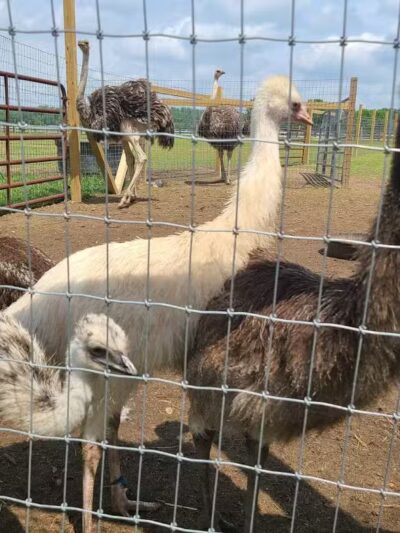 Parkton Animal Oasis - Parkton, NC