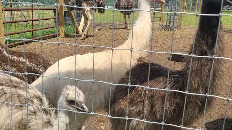 Parkton Animal Oasis - Parkton, NC