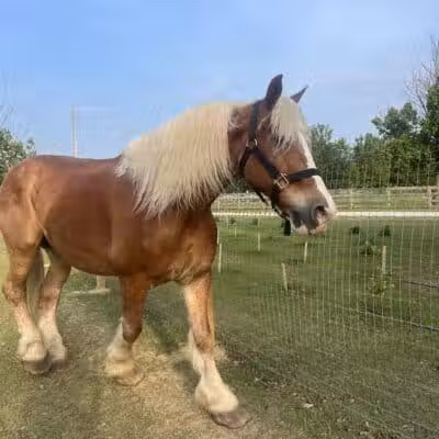 Parkton Animal Oasis - Parkton, NC
