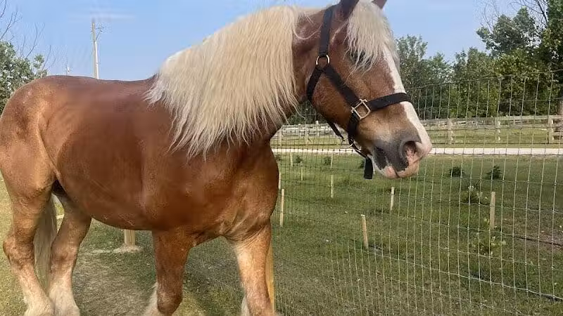Parkton Animal Oasis - Parkton, NC
