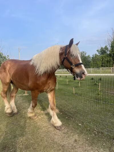 Parkton Animal Oasis - Parkton, NC