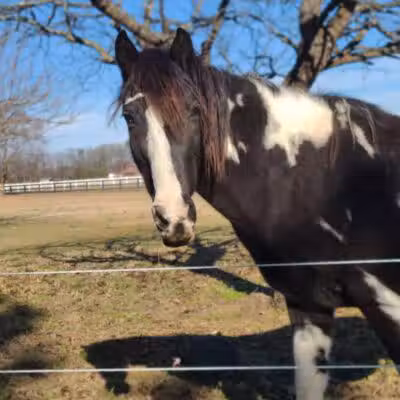 Parkton Animal Oasis - Parkton, NC
