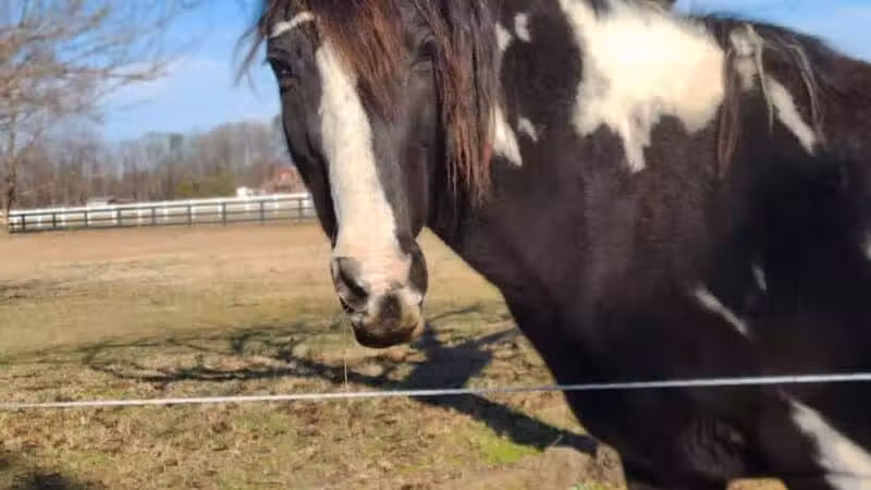 Parkton Animal Oasis - Parkton, NC